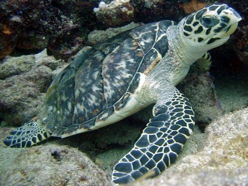 Marine Reptiles